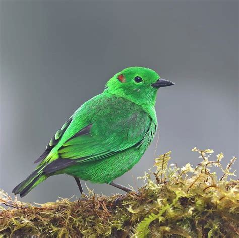 pássaro verde - corrimento verde claro